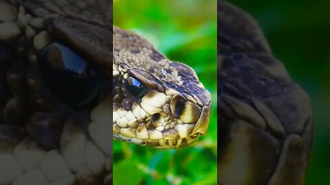 Angry Looking Snake