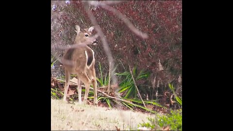 Deer at Covenant College