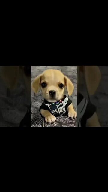 Super cute 😍 puppy 🐶#dog