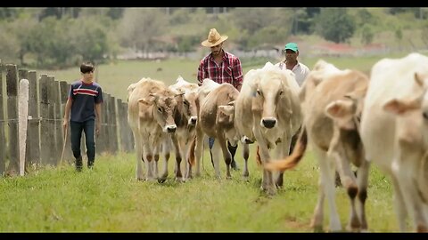 slow motion grandfather father child in family ranch SBV 315246186 HD