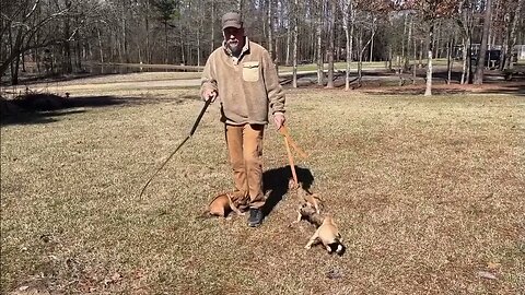 Frankie-Bomp x Miss Bull pups at 8 wks