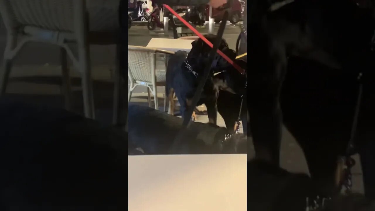 Middle Eastern Rottweiler! ￼