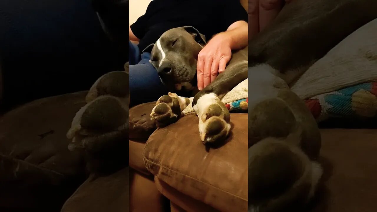 pitbull snoring. #einsteinsbackyard #pitbulls #dog #shortvideo #snoringdog #shorts #snoringpuppy