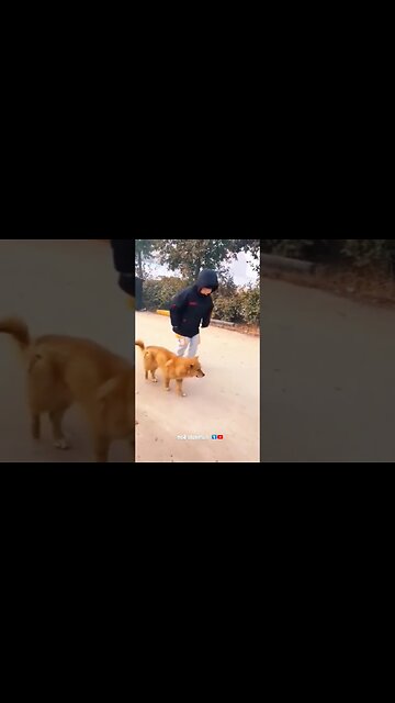 This is a very funny dog vide