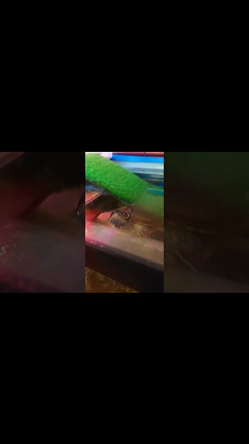 So the babies 👶 had babies 🤣🐢 #pets #guppy #fyp