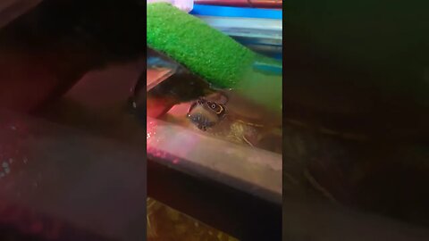 So the babies 👶 had babies 🤣🐢 #pets #guppy #fyp