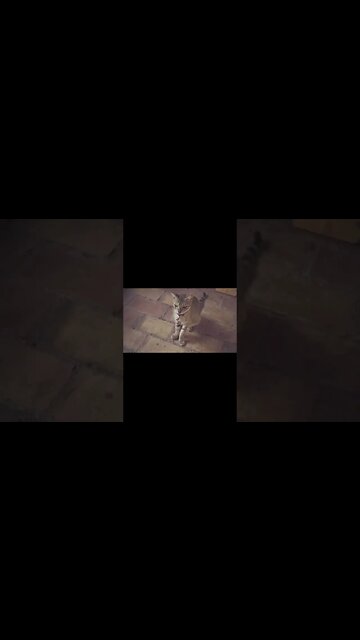 Paraiso De Los Gatos (Paradise of Cats) | Directed by Carolina Fusilier