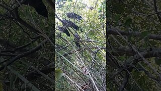 Jacu em busca de comida em cima da árvore Jacuaçu