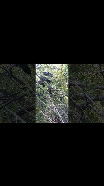 Jacu em busca de comida em cima da árvore Jacuaçu