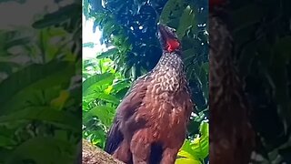 Jacu em cima da árvore em busca de comida Jacuaçu