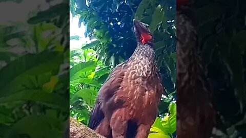 Jacu em cima da árvore em busca de comida Jacuaçu