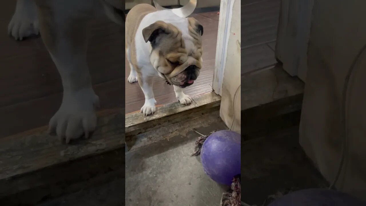 If I Let Him He’ll Play Forever 🤦🏻♂️ #englishbulldog