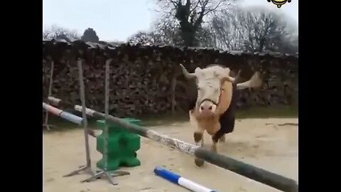 Cow Thinks He Is A Horse