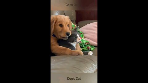 Friendship of pet dogs and cats