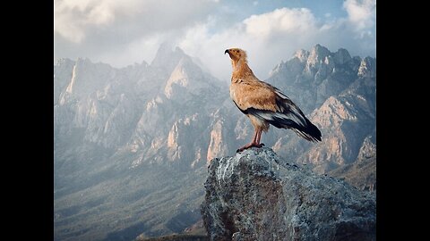 5 Fun Facts About The Egyptian Vulture