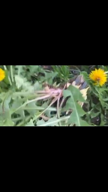 Information they don't want you to know