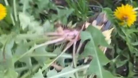 Information they don't want you to know