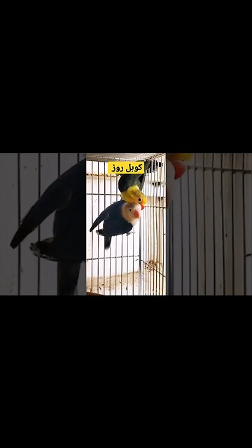 مسابقة أحسن كوبل طائر الروز روعة