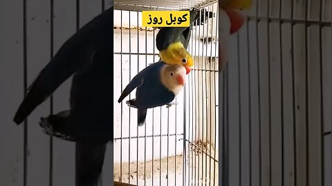 مسابقة أحسن كوبل طائر الروز روعة