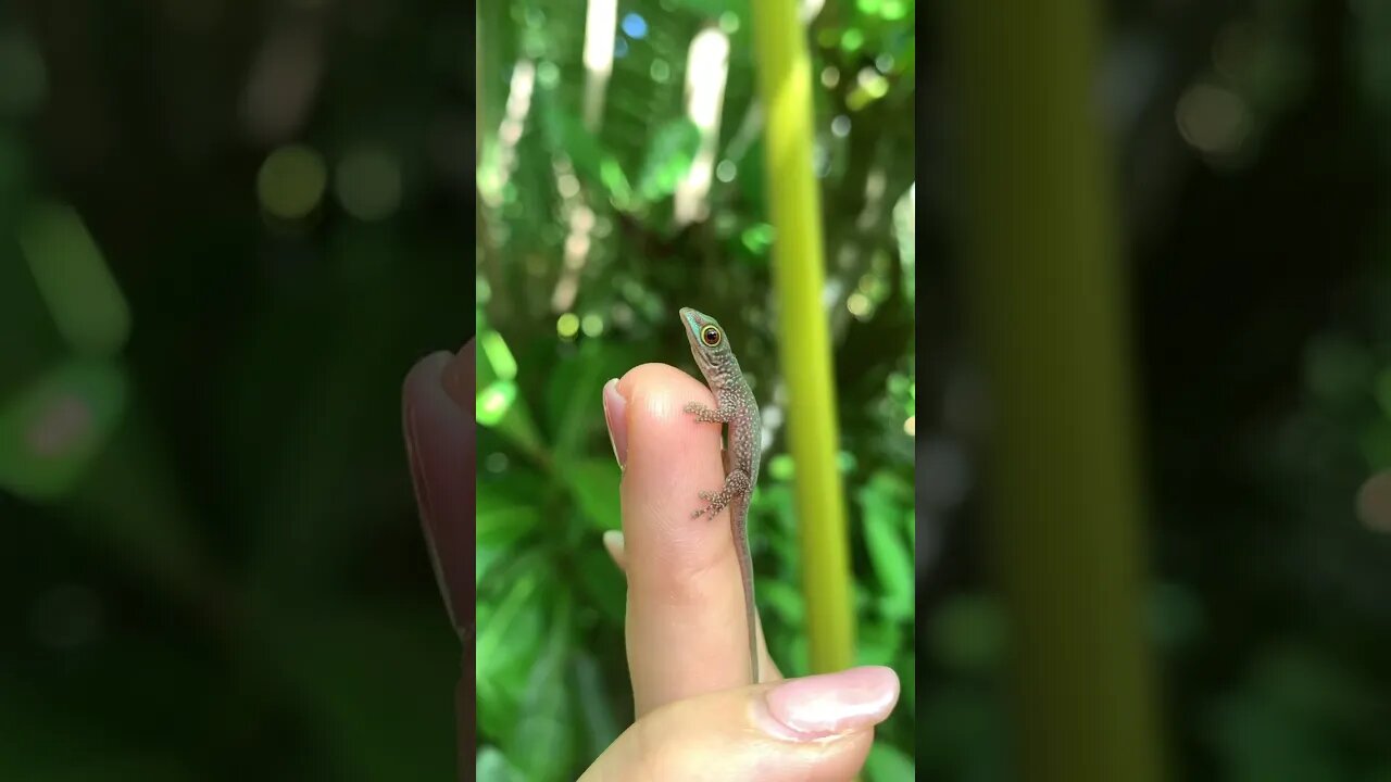 Beautiful baby lizard in Seychelles ☀️🌿🌴