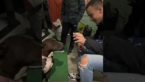 Smart Dog tiktok svetlin7777