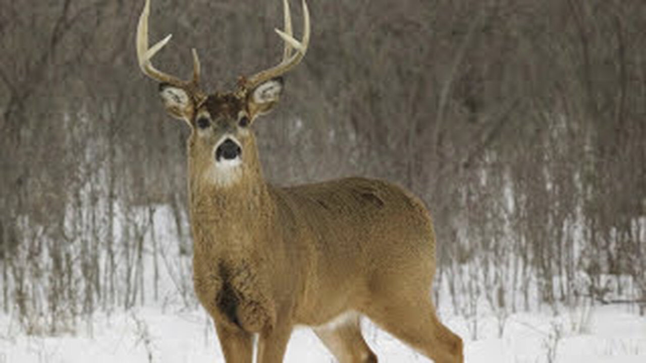 Top 5 Deer Hunting Rounds