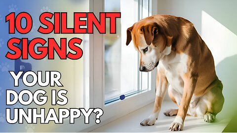 10 Silent Signs Your Dog Is Unhappy 😟 | 🐶 Dog Behavior Tips You Need to Know!