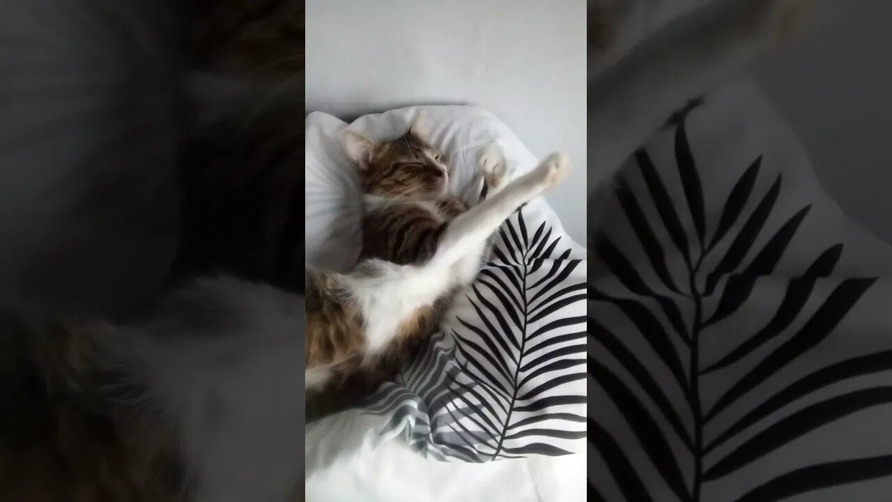 Sweet Cat Likes to Stretch His Paws #shorts