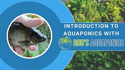 Introduction To Aquaponics