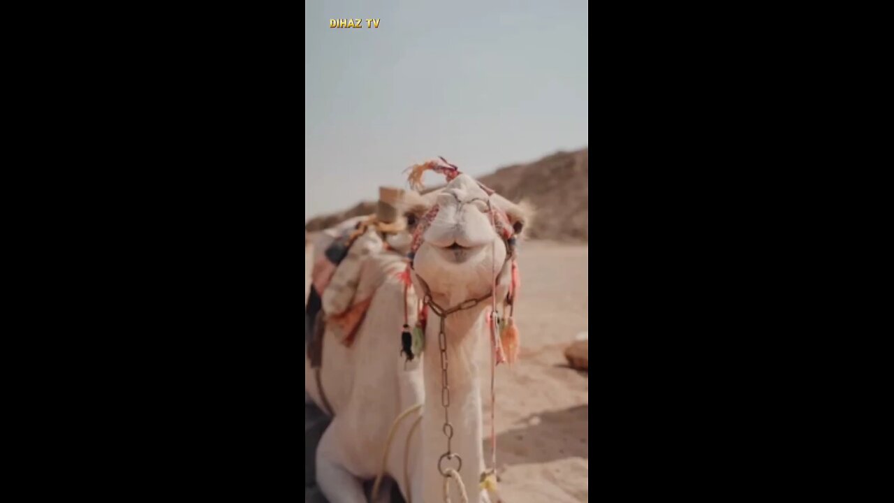 What is the secret about the Camel 🐪 #facts #information