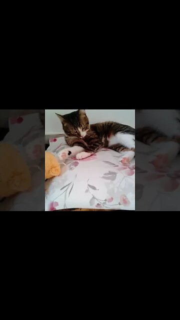 Kitten Grooms Himself #shorts