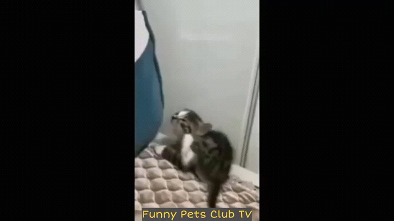 funniest cat's and dogs