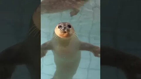 QUEM AI NÃO QUERIA UMA PISCINA #shorts #animals #sustentabilidade #ekological