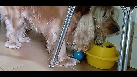 #pets , #animals , #dogs , #dogshow
