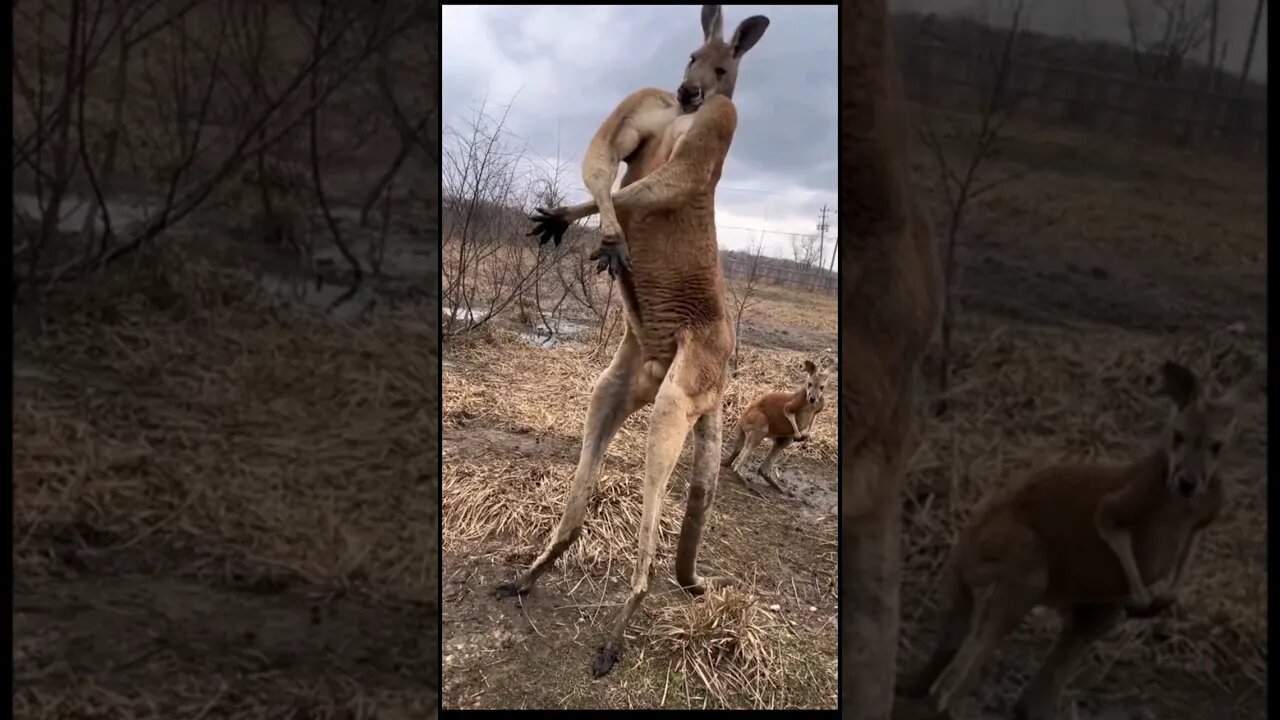 #kangaroo flexing Do you even lift, bro? #nonsense #zoobox #goofy #animals #australia