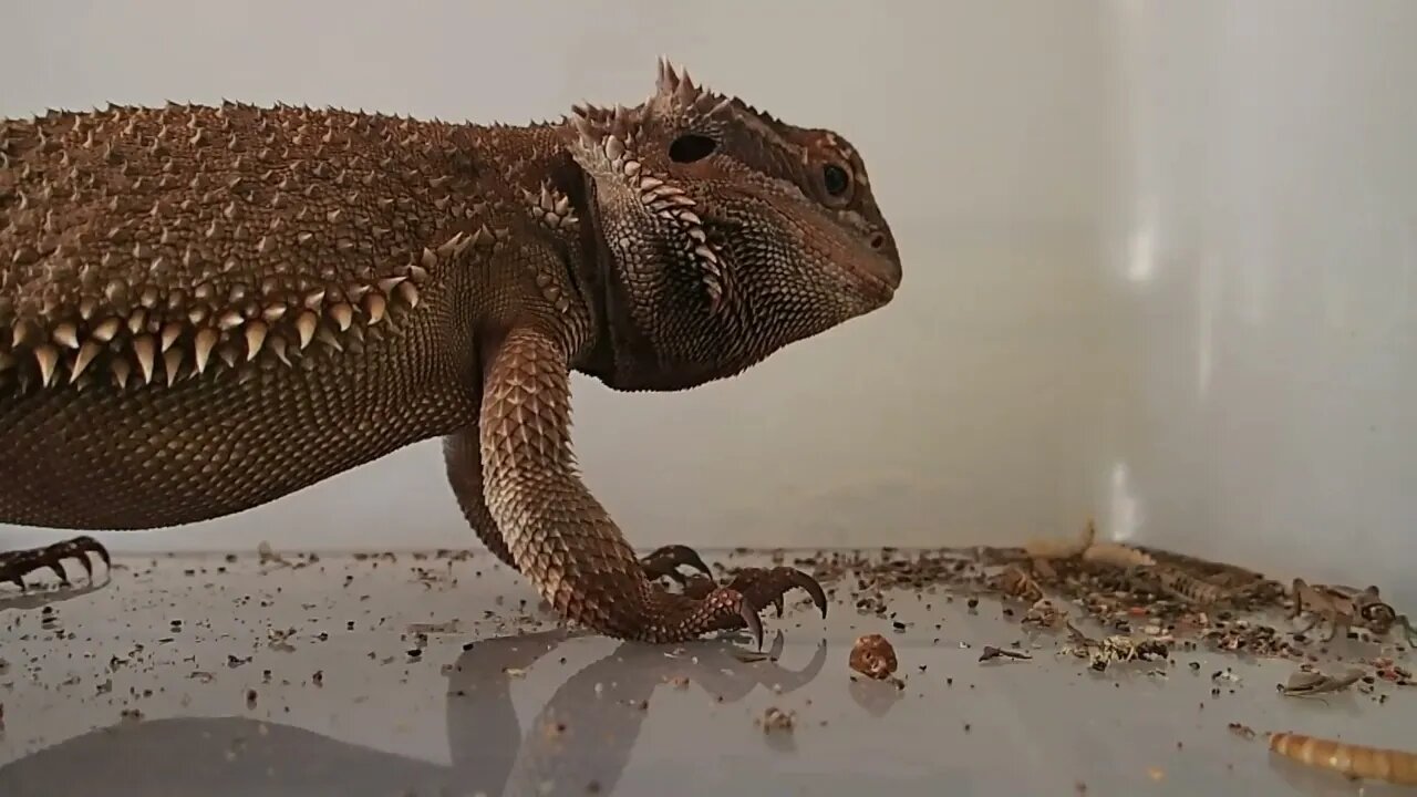 Terrifying! Dragon! #dragon #reptiles #beardeddragon #beard