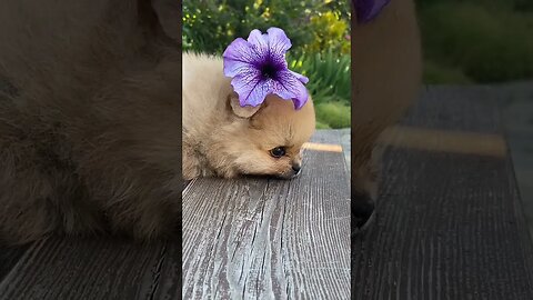 moderandog