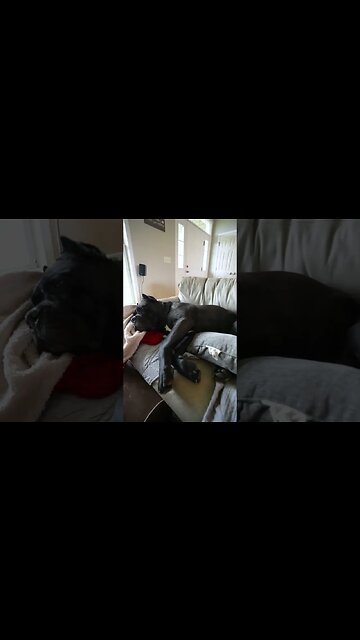 Does Your Dog Spoon Pillows? #shorts #funny #dog #funnydogs