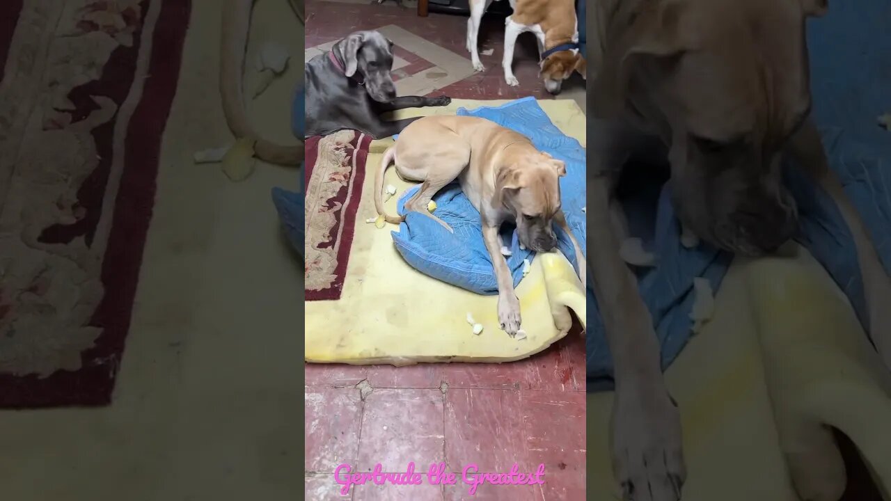 RIP foam pt 1 #dogs #love #shortsvideo #happy #kids #dog #like #goodmorning #shortvideo #greatdane