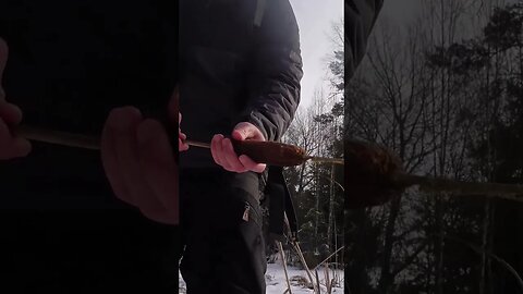 Messing with bulrush