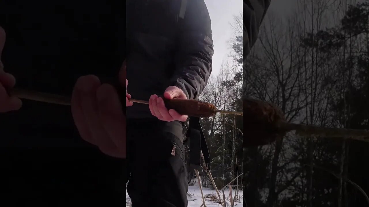 Messing with bulrush