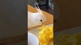 Cockatiel's Morning Breakfast l #shorts l #cockatiel l #parrotlover