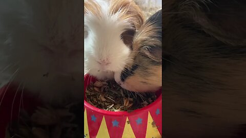 Guinea pig is shown who the boss is