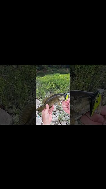 chasing crank baits in the Great Miami River