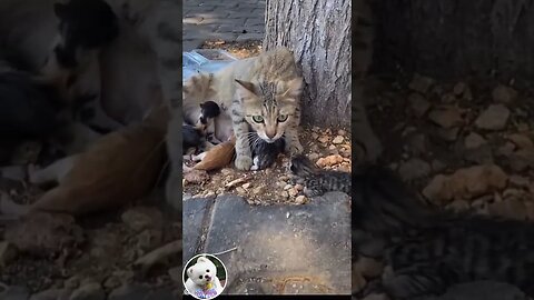 Cat gives birth #Shorts #260