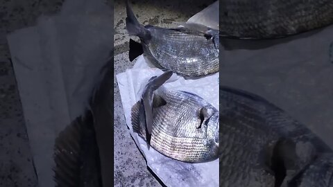 حصيلة رائعة بطعم العكريش 😍🎣🐟