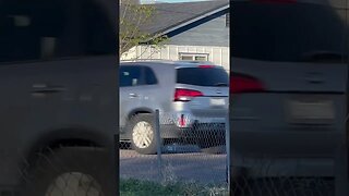 Lizard getting that bread