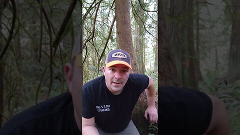 Trail cam update 7 #predatorwatch #homesteading #trailcamera