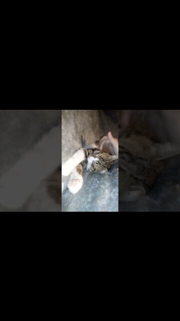 Sleepy Cat Gets Tickles