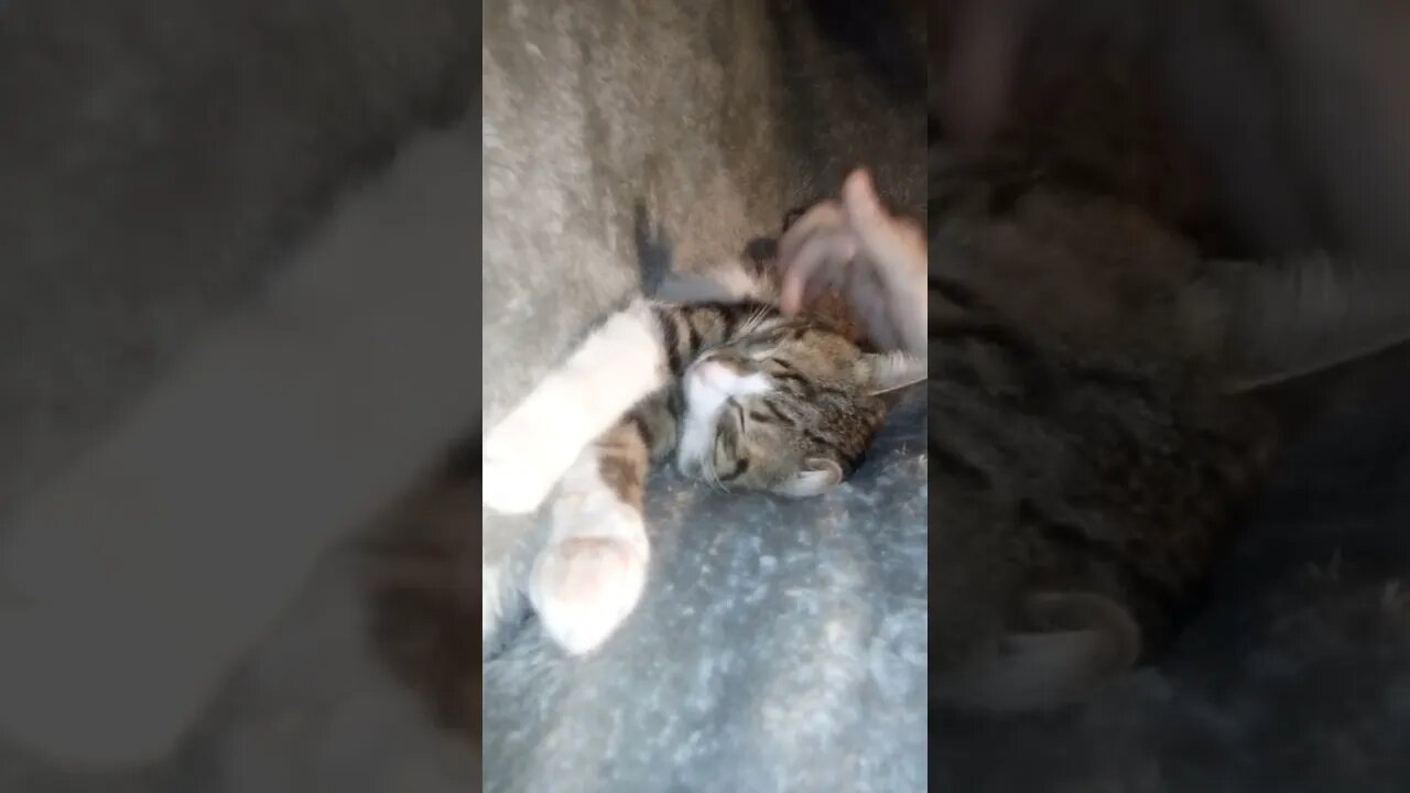 Sleepy Cat Gets Tickles